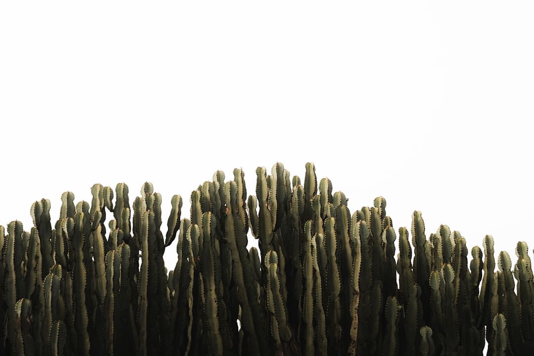 击剑是什么梗污